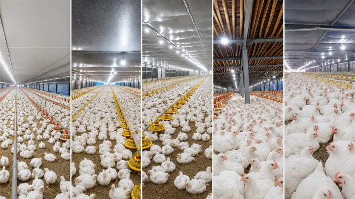 PT Peternakan Ayam Gunung Sari Utama