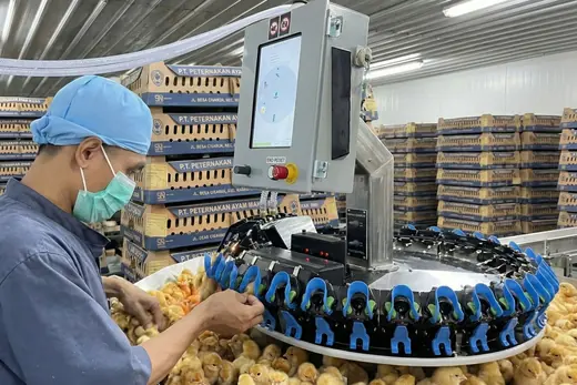 Peternak Ayam Manggis - Hatchery Potong Paruh