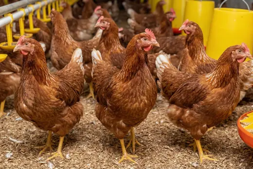Peternak Ayam Manggis - Pullet Layer Strain Hisex