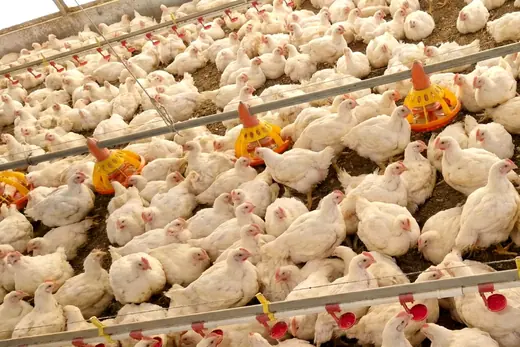 Peternakan Ayam Gunung Sari Utama - Commercial Broiler