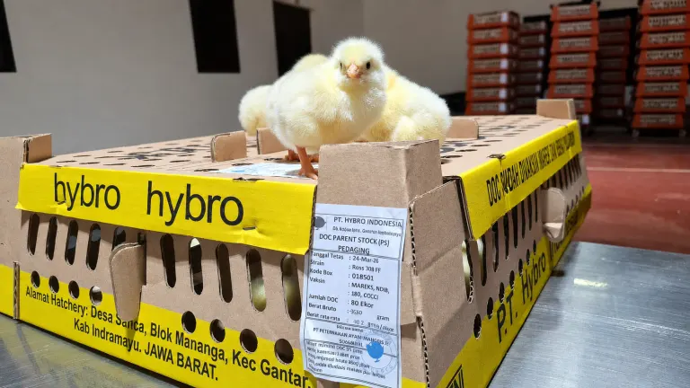 Advanced Poultry Genetics