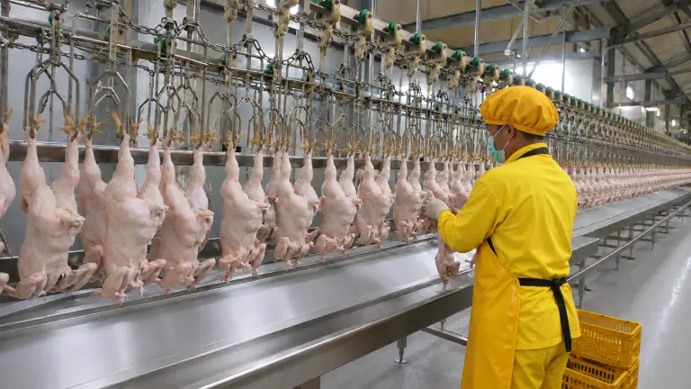 Poultry processing worker wearing a yellow uniform, protective apron, hair cap, face mask, and gloves