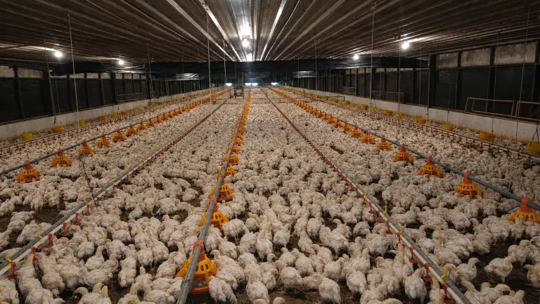 Smart Commercial Broilers